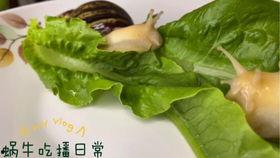 粉色视频吃瓜,揭秘网络热点的背后真相