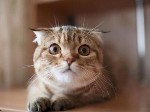 猫咪可以吃苏瓜,苏瓜成为猫咪新宠