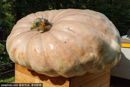 老外吃中国长寿瓜,老外眼中的神奇美食之旅