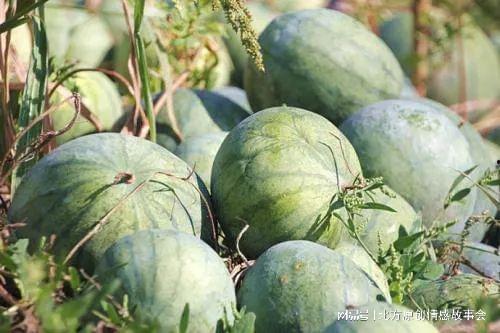 吃瓜的籽消化不了,吃瓜籽消化难题背后的科学真相