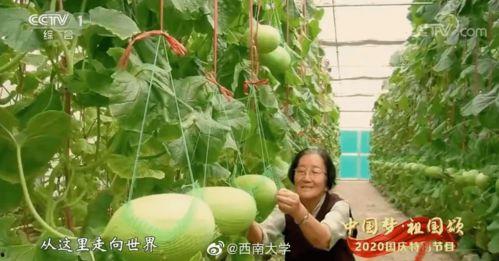 吃瓜集合社 中国,中国网络社交新现象深度解析