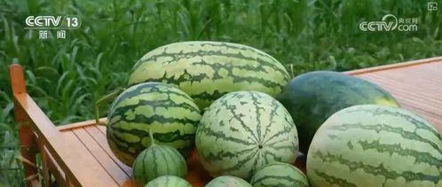 吃瓜也是有要求的,品味瓜果，讲究门道