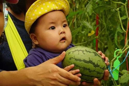 梦见家人吃瓜我没有吃瓜,家人共享却我独缺的瓜味之谜