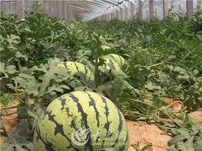 德州主播吃瓜,揭秘幕后真相