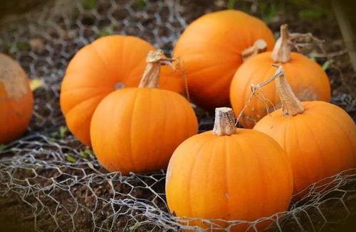 吃瓜秋季吃好吗