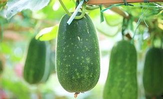 吃瓜留瓜心的图片大全