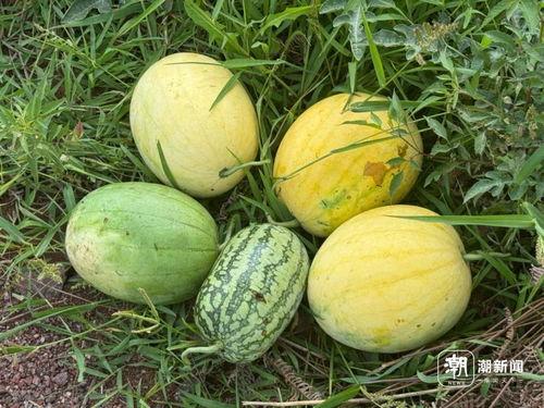 巨型太空瓜怎么吃,巨型太空瓜的食用方法揭秘