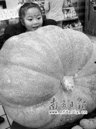 巨型太空瓜怎么吃,巨型太空瓜的食用方法揭秘