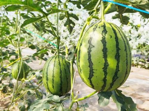 做梦吃瓜还很甜,甜蜜瓜果的奇幻之旅