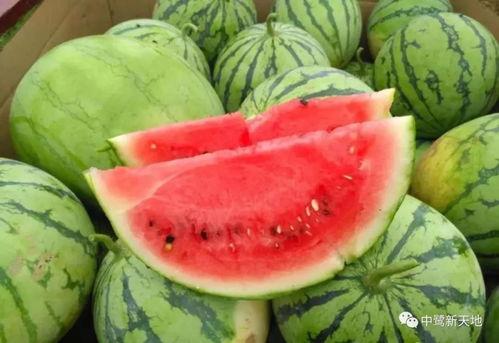 做梦吃瓜还很甜,甜蜜瓜果的奇幻之旅