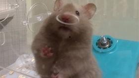 jerry大叔吃瓜,揭秘娱乐圈那些事儿