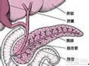 胰腺炎病人可吃洋瓜吗,洋瓜可否食用？