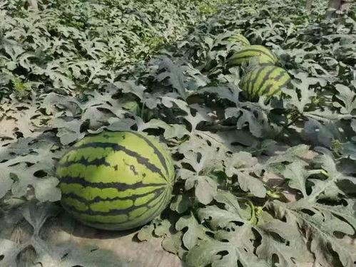 寿光楼顶吃瓜,寿光夏日风情无限