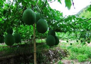 小吊瓜敢吃吗,小吊瓜敢吃吗？揭秘神秘美食背后的故事