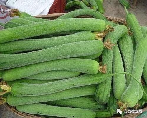 种的菜被吃瓜,揭秘被吃瓜的蔬菜奇遇