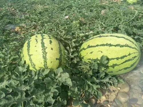 吃硒沙瓜安全吗,揭秘硒元素与沙瓜的完美融合