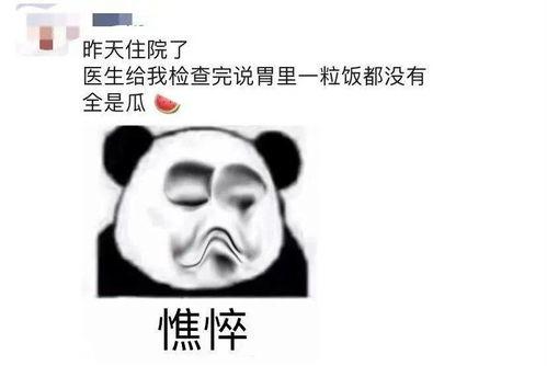 吃瓜不如吃瓜下一句怎么说,揭秘瓜界新潮流
