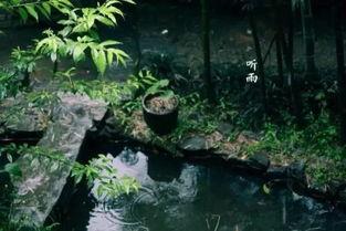 夜阑听雨吃瓜,一场别开生面的休闲时光