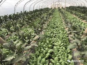 魏老吃瓜,揭秘娱乐圈幕后故事