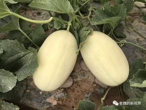 魏老吃瓜,揭秘娱乐圈幕后故事