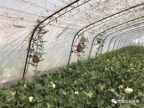 魏老吃瓜,揭秘娱乐圈幕后故事