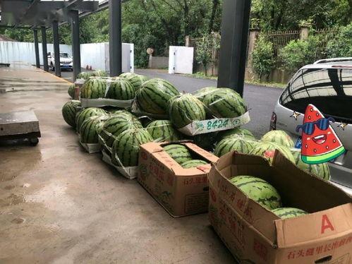 猜价格吃瓜,揭秘瓜农们的“甜蜜”生意经