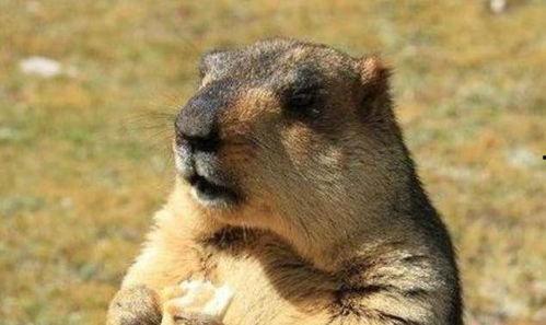 树底下的吃瓜土拨鼠