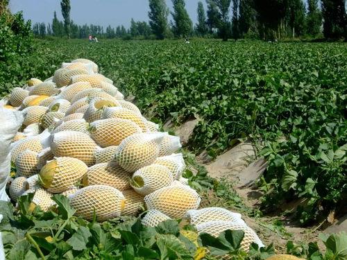 东南吃瓜,吃瓜群众的味蕾盛宴