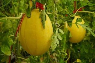 吃瓜群海南,揭秘热带风情下的美食江湖