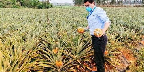 吃瓜群海南,揭秘热带风情下的美食江湖