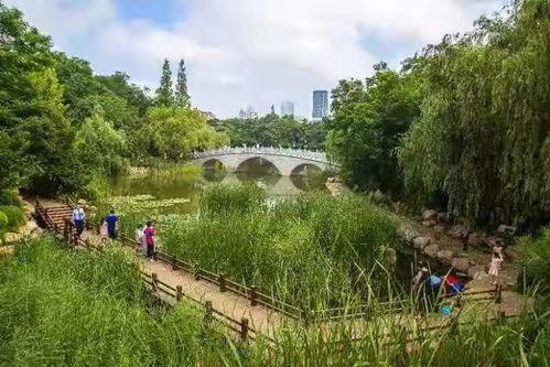 目击吃瓜,一场惊心动魄的吃瓜奇遇