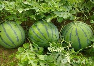 在线吃瓜吃到自己的瓜,一场荒诞的“瓜界”奇遇