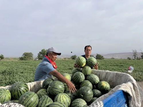 吃瓜扫帚,揭秘娱乐圈背后的秘密武器