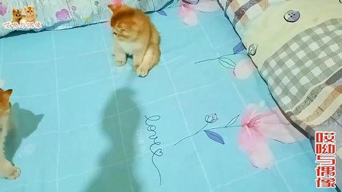 抢主人瓜吃的小猫,一场欢乐的瓜界争夺战