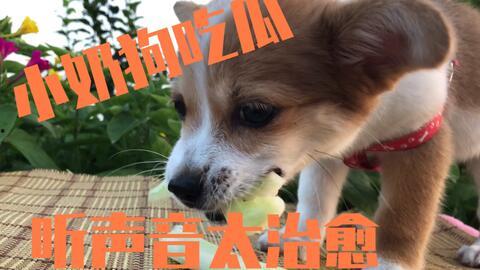 全是狗吃瓜,揭秘狗狗们的“八卦”世界