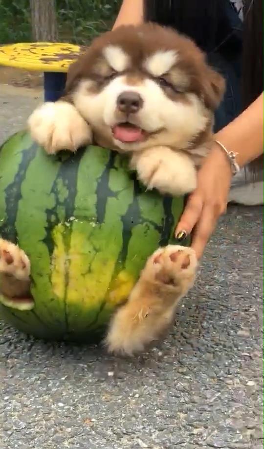 全是狗吃瓜,揭秘狗狗们的“八卦”世界