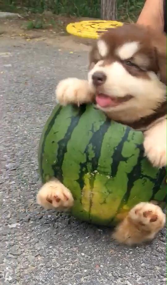 全是狗吃瓜,揭秘狗狗们的“八卦”世界