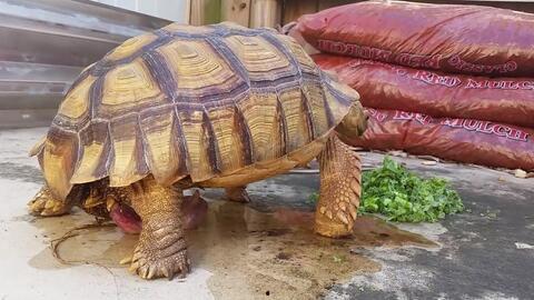 乌龟吃白瓜吗怎么吃视频,视频揭秘正确喂食方法