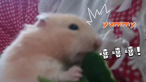 乖乖崽吃瓜,揭秘娱乐圈幕后故事