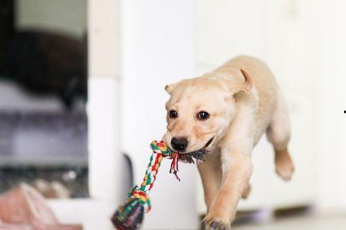 狗子瘸腿吃瓜,趣味横生的治愈瞬间