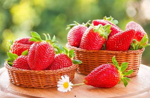 娱乐吃瓜草莓小说,娱乐圈的甜蜜瓜田