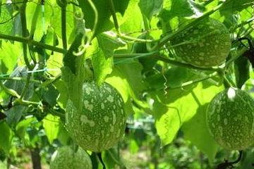 吃吊瓜容易胀气,揭秘吃吊瓜易胀气的秘密