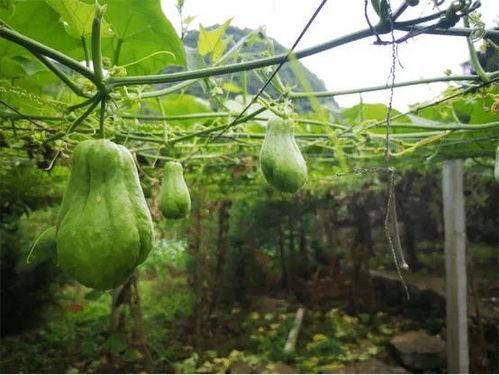 尼泊尔吃佛手瓜怎么吃的,佛手瓜的独特食用之道