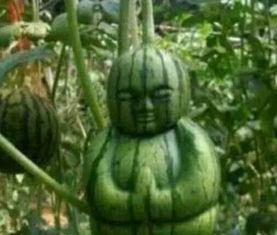 吃瓜的网友图片,吃瓜网友视角下的娱乐圈风云