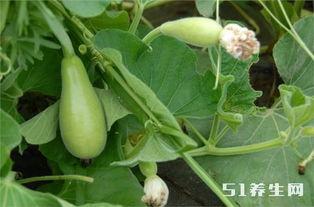 吃瓜能治病吗,揭秘吃瓜能否治病之谜