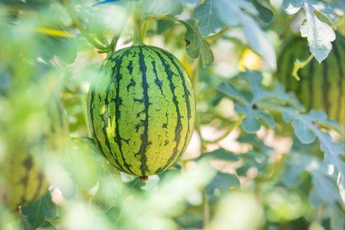 清穿之吃瓜,宫廷秘闻，笑料百出