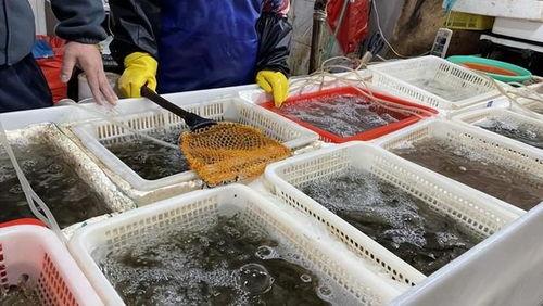 吃瓜老板卖鱼老板,吃瓜老板与卖鱼老板的市井奇遇记