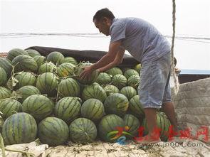 上城区吃瓜,瓜果飘香，品味都市田园生活