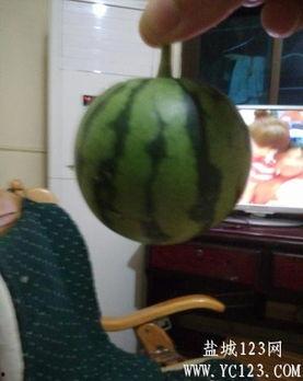 盐城吃瓜事件,一场网络舆论的风暴与反思