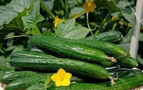 华强今天没吃瓜,静享宁静时光